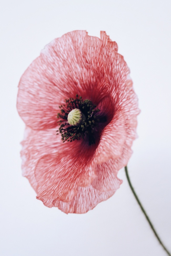 微距花朵花瓣花蕊图片