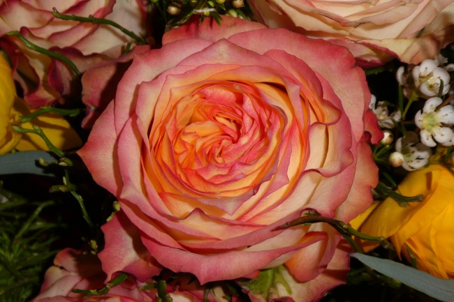 唯美粉玫瑰特写图片