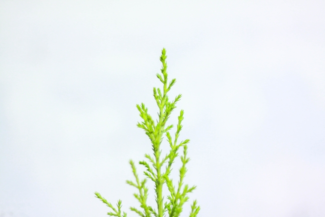 微距特写冷杉叶侧柏叶图片