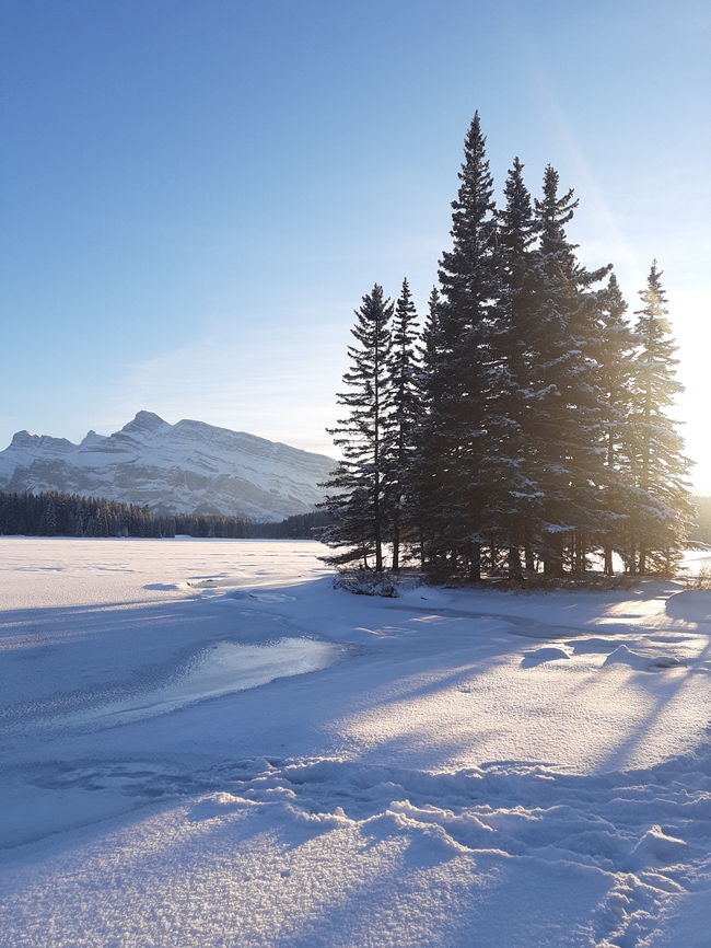 冬季白色雪地雪山树木图片