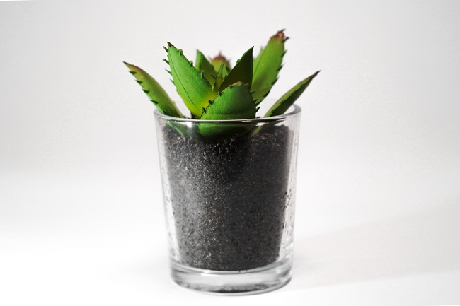 多肉芦荟植物盆栽图片