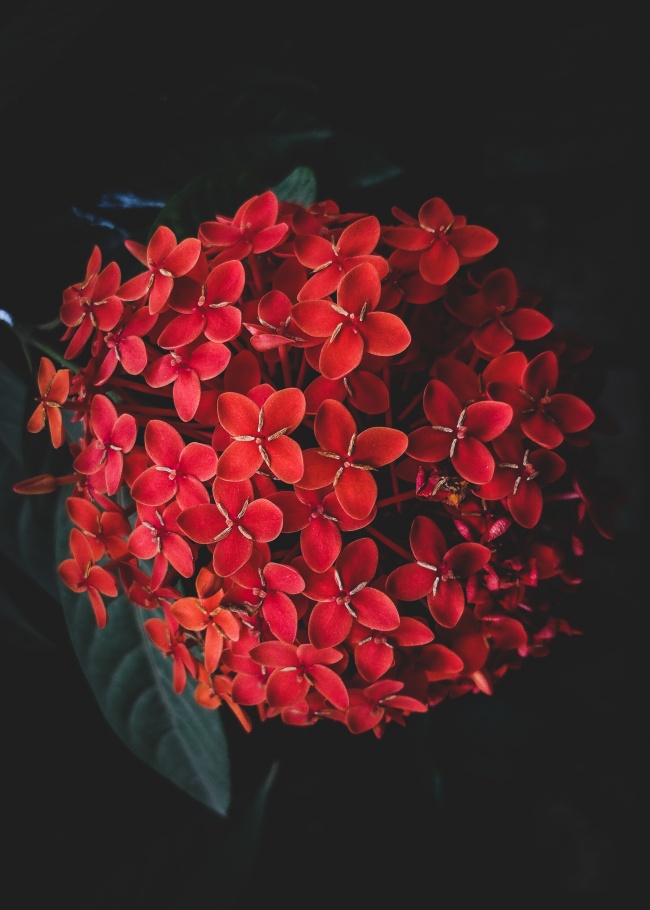 红色龙船花图片