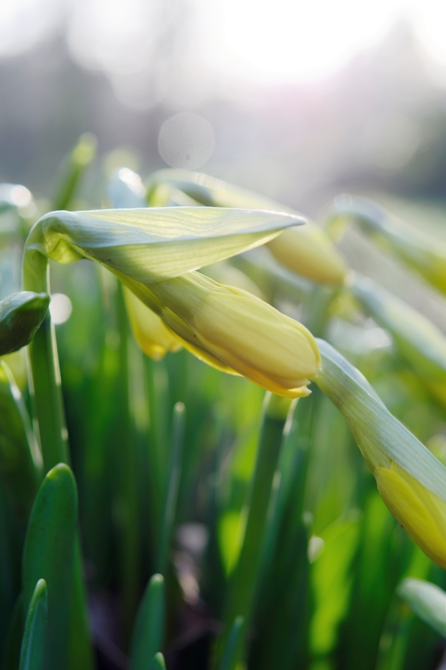 含苞待放郁金香小清新摄影图片