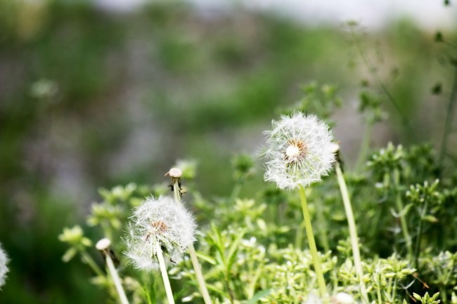野草蒲公英图片