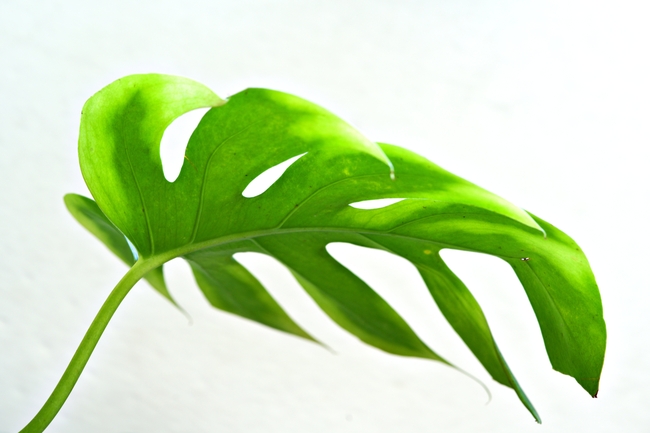 绿色龟背竹叶子局部摄影图片