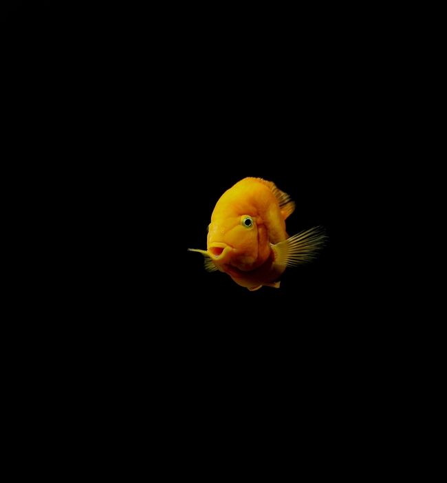 水族馆黄色观赏鱼摄影图片