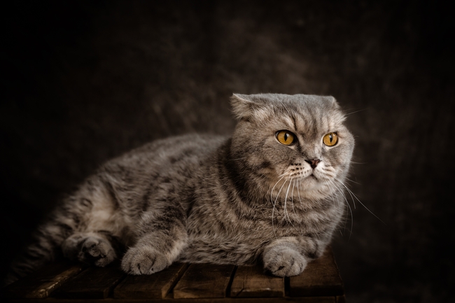 苏格兰折耳猫摄影图片