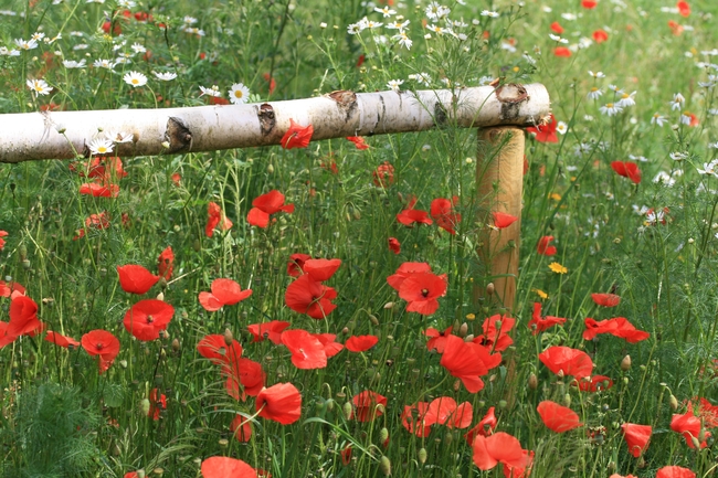 野草丛罂粟花图片