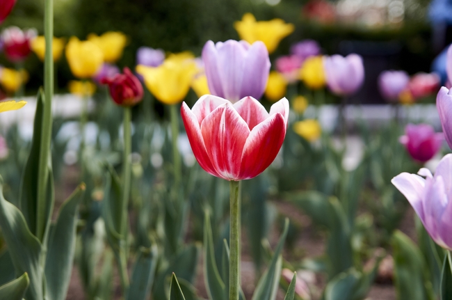 夏天花园彩色郁金香花图片
