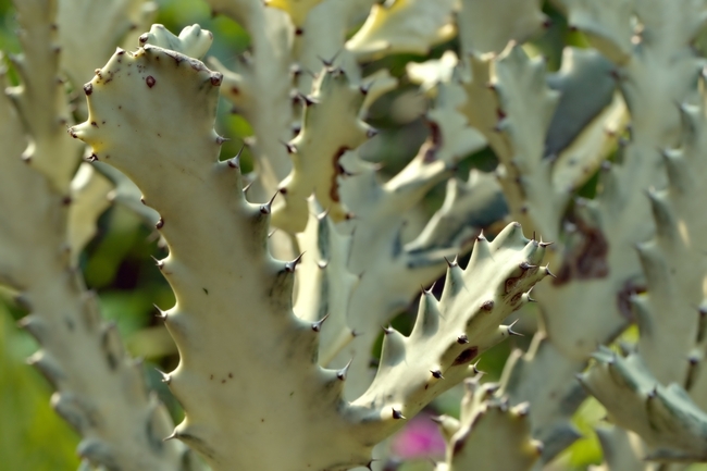 烛台仙人掌局部特写摄影图片