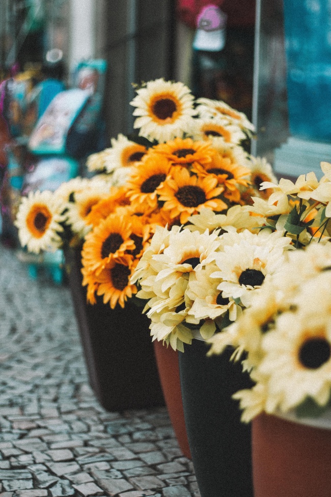 观赏盆栽小向日葵图片