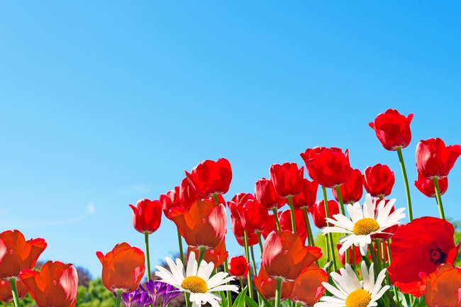 白色雏菊红色郁金香摄影图片