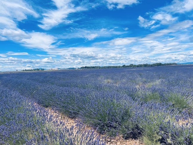 法国普罗旺斯蓝天白云薰衣草花海图片