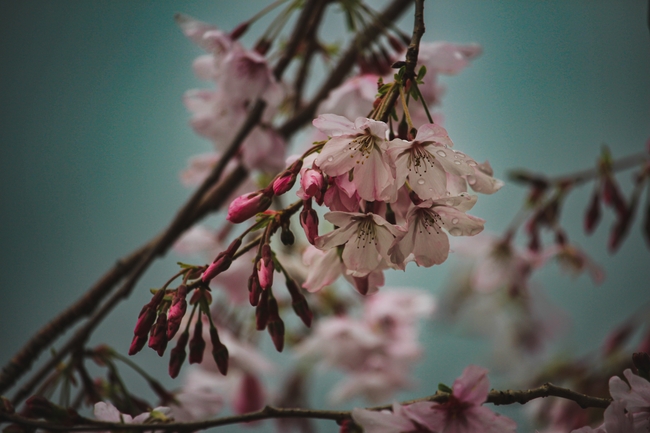 春天晚樱开花图片