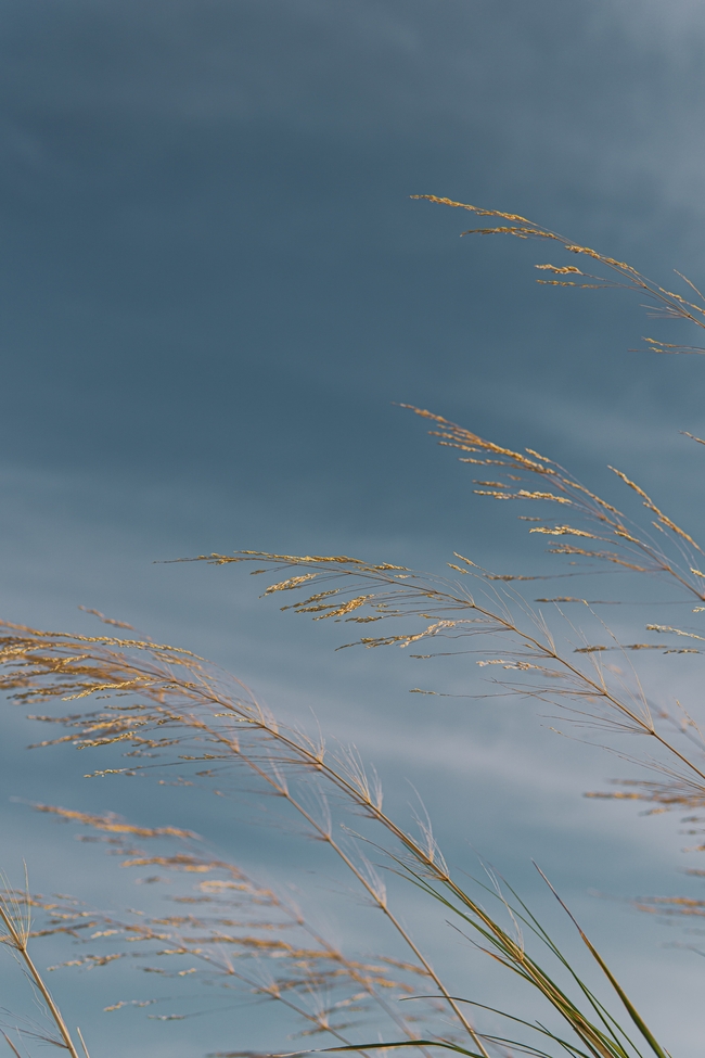 蓝天下摇曳的芦苇草摄影图片