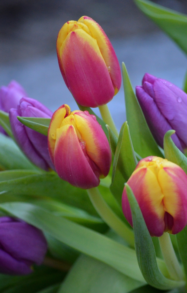 多彩郁金香花局部摄影图片