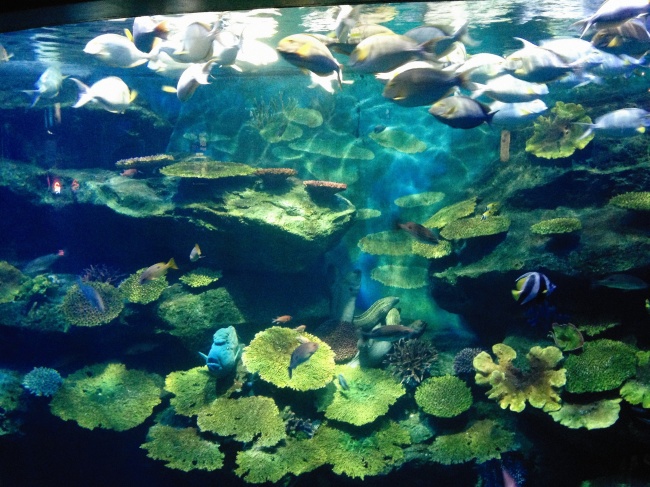 水族馆里的鱼群图片