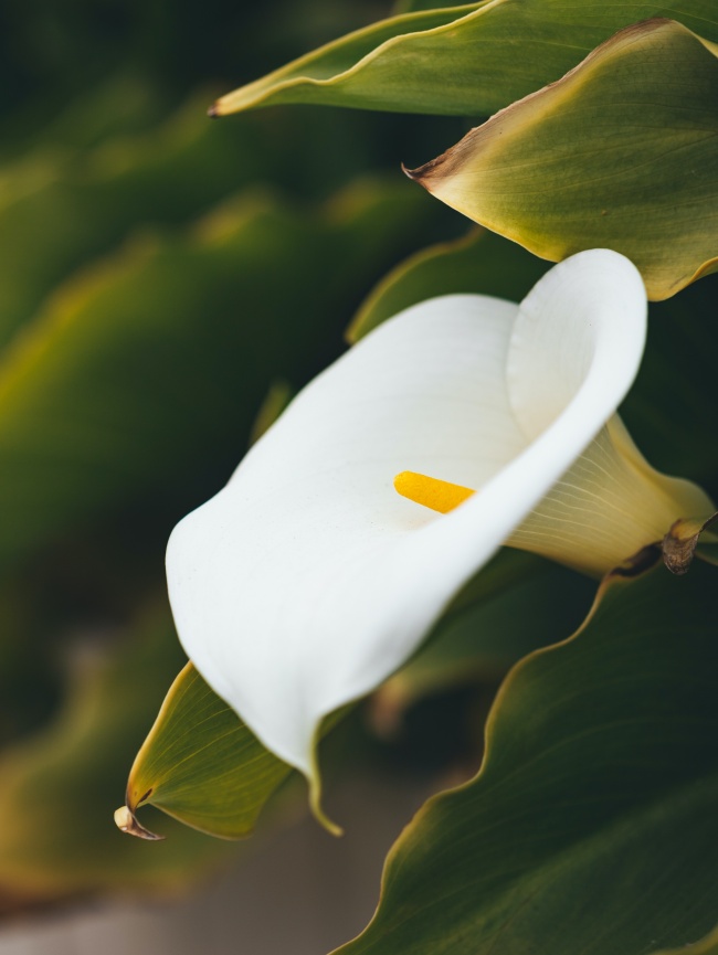 白色马蹄莲图片