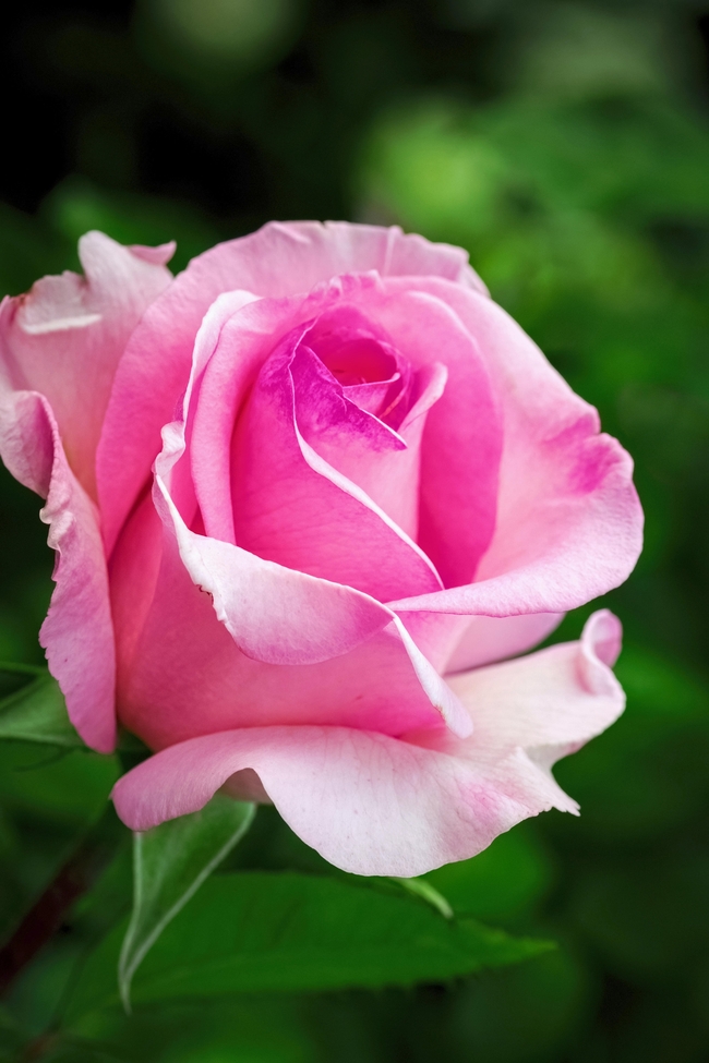 一枝玫瑰花图片真实实拍