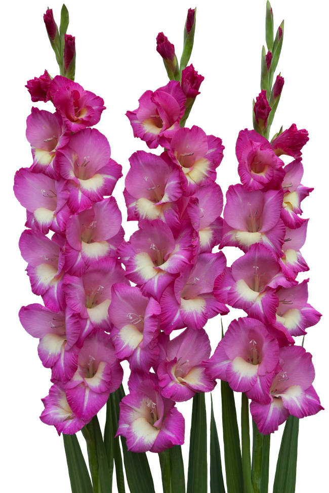 粉色剑兰花图片