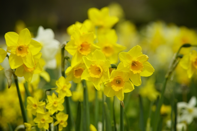 一片黄色水仙花摄影图片