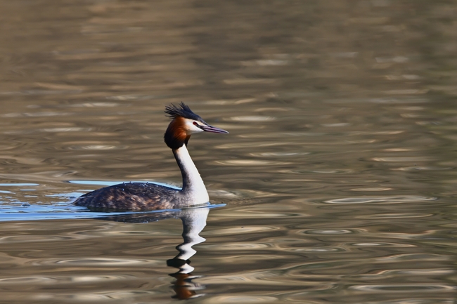 大凤头鸊鷉水中嬉戏摄影图片