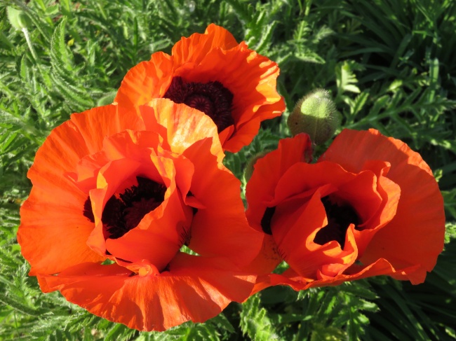 红色罂粟花朵图片