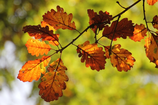 秋天橡树叶子图片