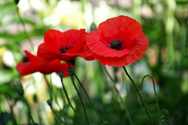 花丛红色罂粟花植物微距摄影图片