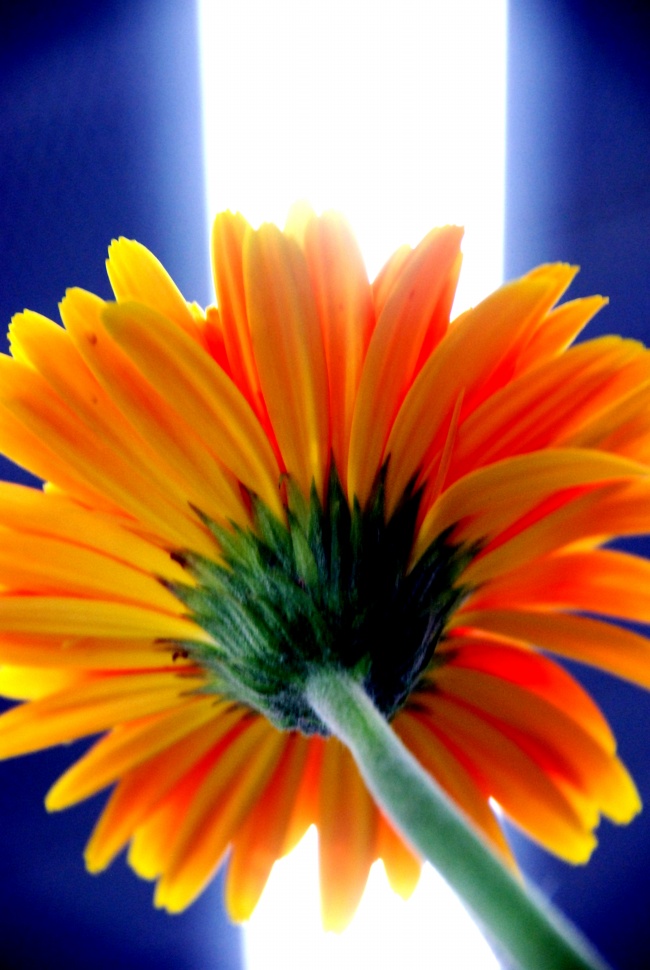 太阳花微距摄影图片