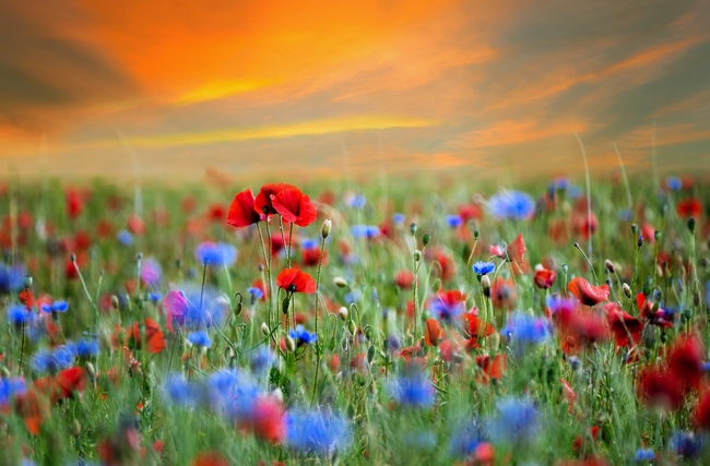 唯美黄昏野生罂粟花摄影图片