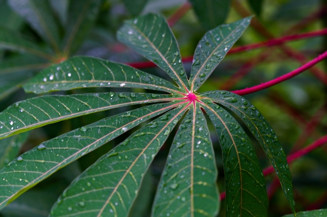 雨后木薯叶子图片