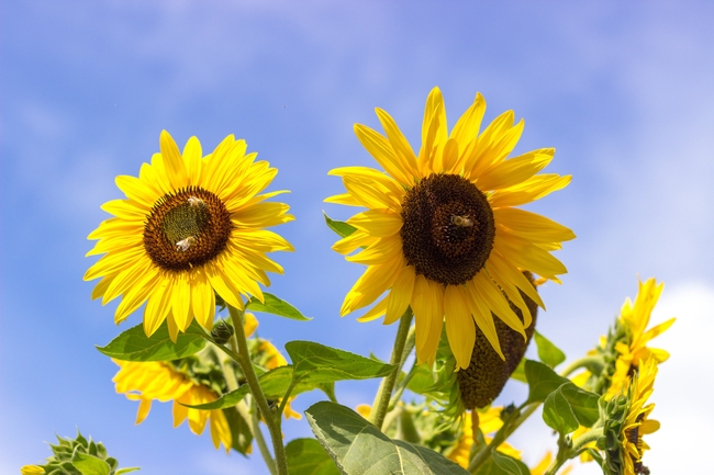 夏天向日葵向阳而生图片