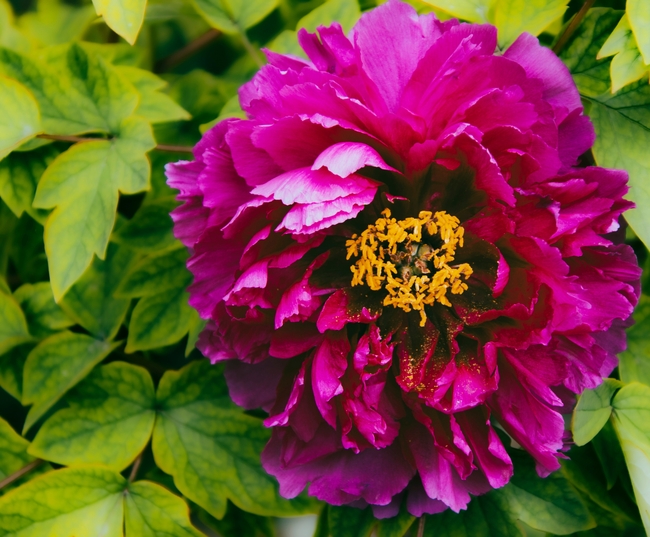 洛阳牡丹花开图片