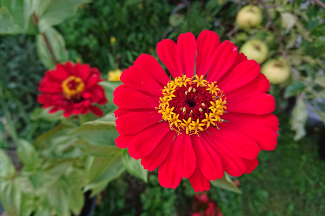 红色百日菊微距特写摄影图片
