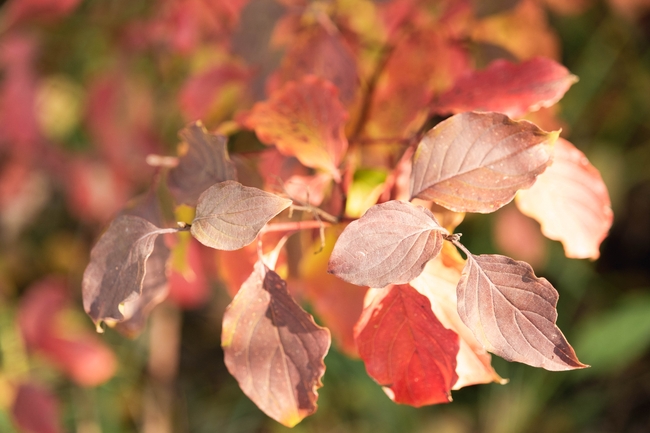 金秋时节树叶图片