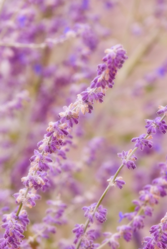 原野紫色薰衣草微距摄影图片