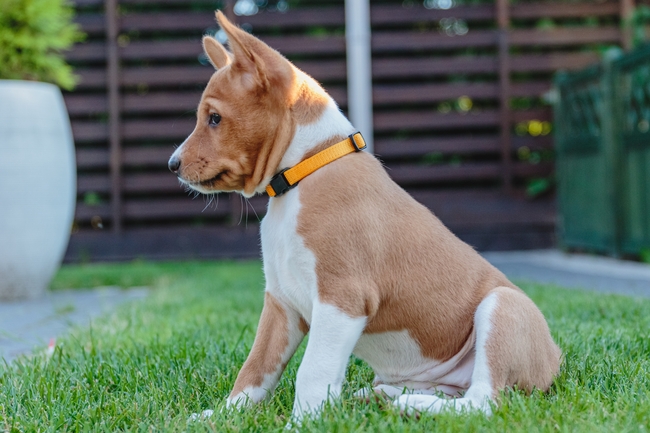 可爱巴辛吉犬图片