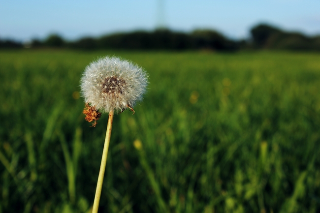 绿色草地野生蒲公英图片