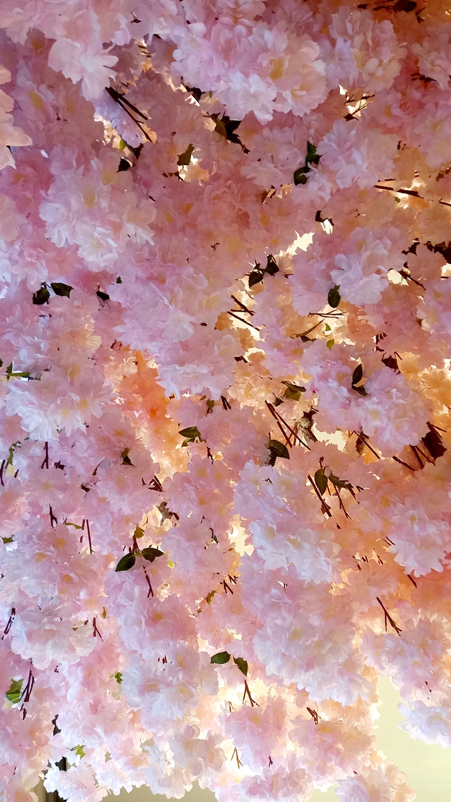 春天灿烂粉色樱花盛开图片