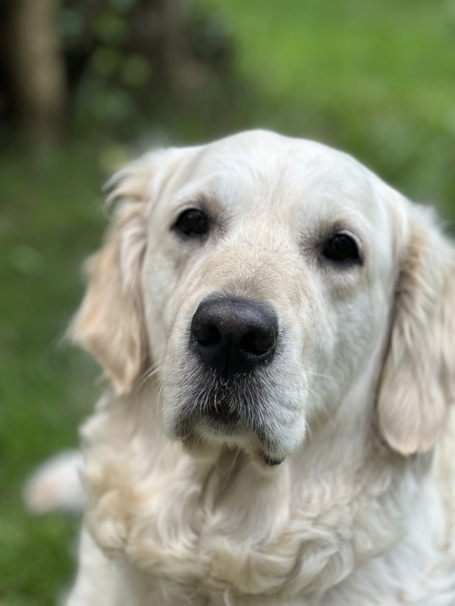 老年白色拉布拉多犬图片