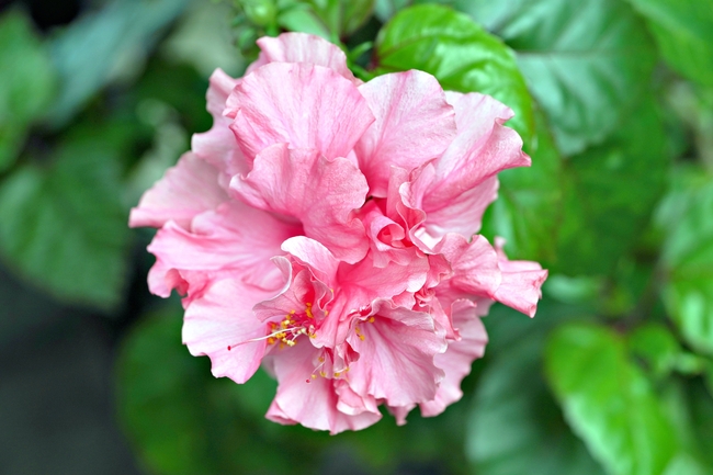 粉色芙蓉花微距特写摄影图片