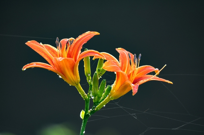 雨后橙色百合花开图片