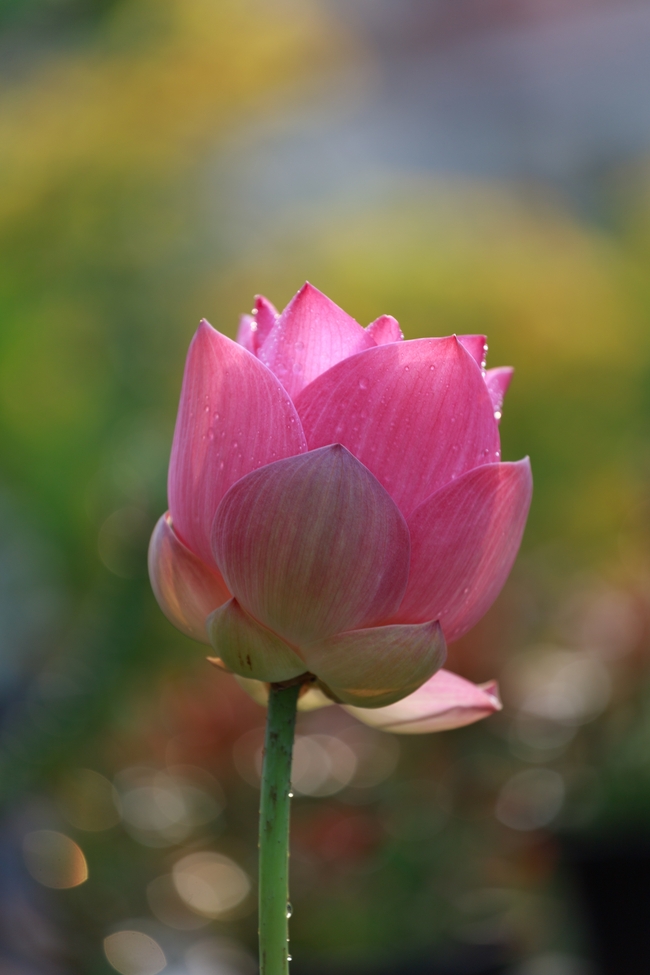 雨后粉色莲花图片