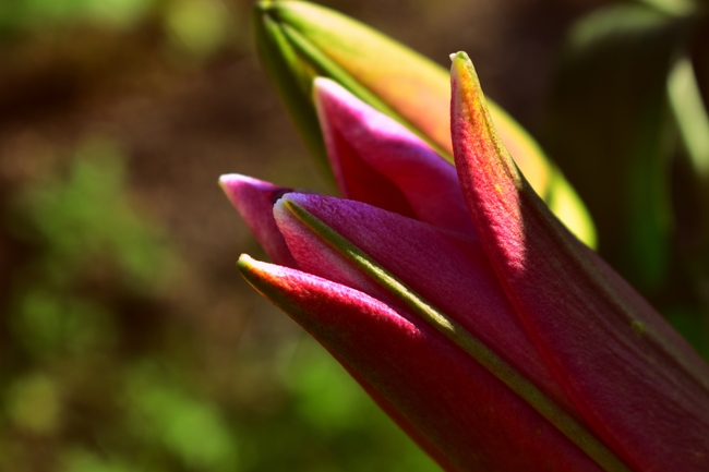 亚洲百合花含苞待放摄影图片