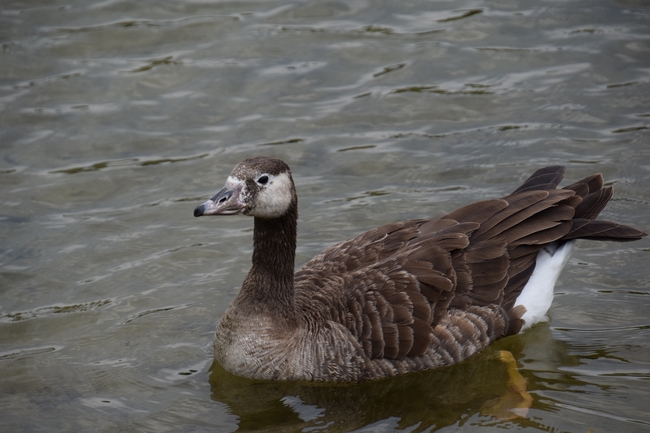 水中嬉戏的赤颈鸭图片