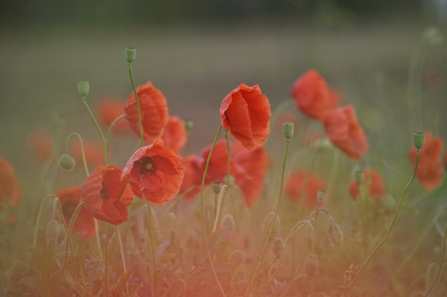 原野随风摇曳的虞美人罂粟花图片