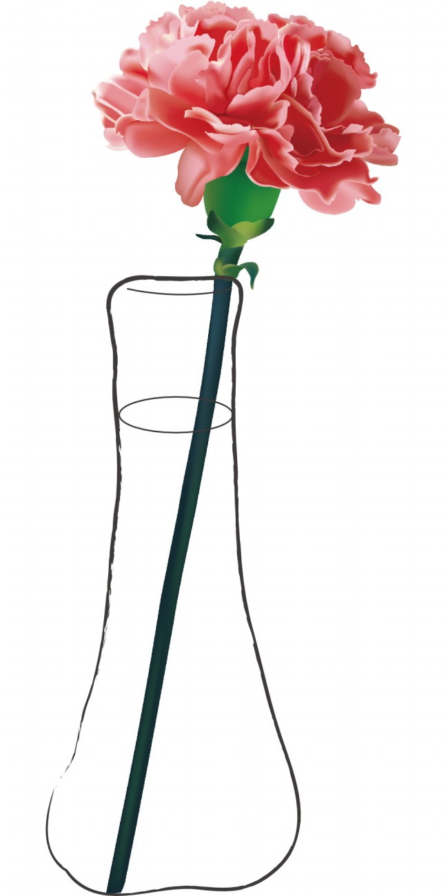 一支康乃馨图片