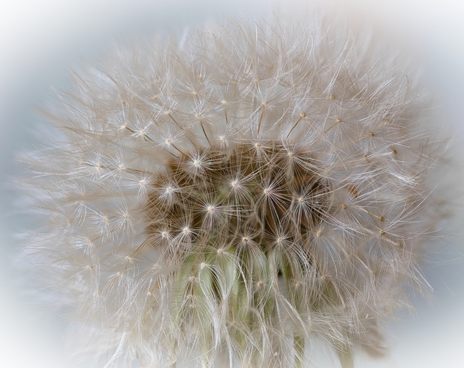 白色蒲公英微距特写摄影图片