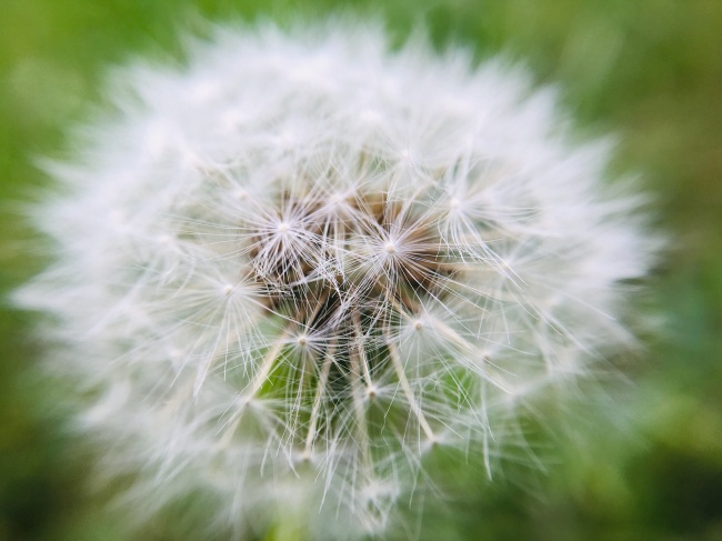 白蒲公英近景特写图片